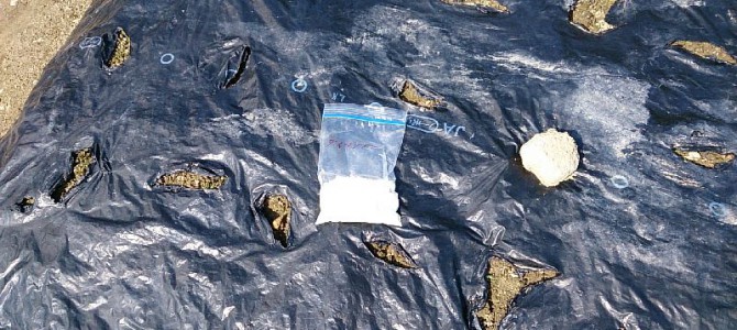 カブ、小松菜、青梗菜、かつお菜、水菜、ほうれん草、春菊、結球レタス、サニーレタスの播種