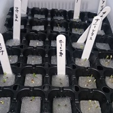 栽培日誌-20150916