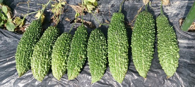 ゴーヤの撤収と、白菜、ブロッコリーの定植