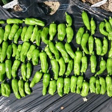 ピーマン、獅子唐、ナス、オクラ、シソの撤収と、キャベツの定植と、大根の播種