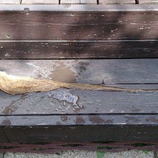 キュウリ（節成）の撤収