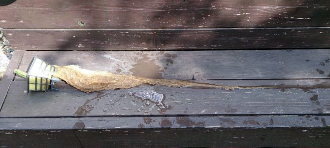 キュウリ（節成）の撤収