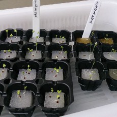 水菜とリーフレタスの定植-20150926