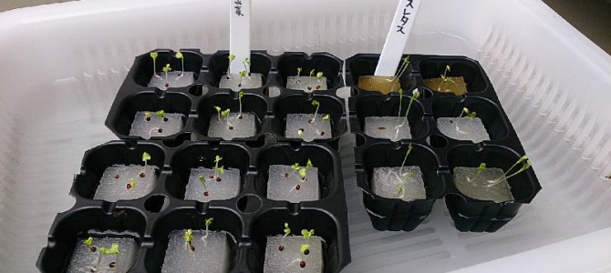 水菜とリーフレタスの定植-20150926