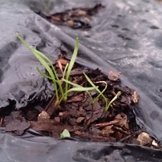 ニンジン（はつあかね）の発芽