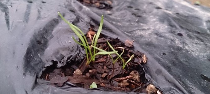 ニンジン（はつあかね）の発芽