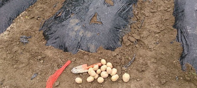 ジャガイモ（デジマ）の種芋植え付け