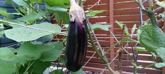 自宅畑のナスが大きくなってきました
