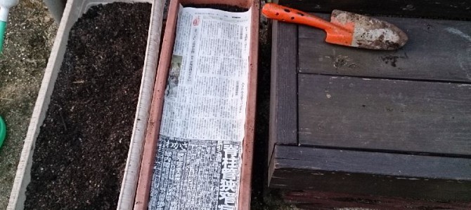 プランターに万能小ねぎの播種