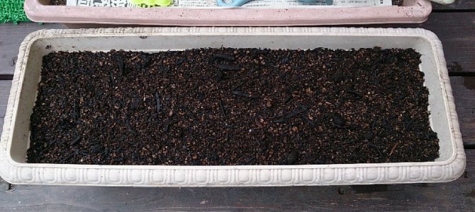 プランターにほうれん草の播種