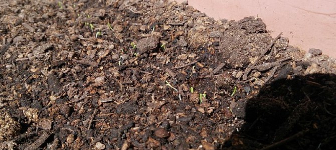 万能小ねぎの発芽