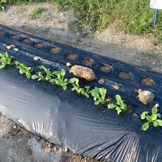 大根（冬大将エース）の播種