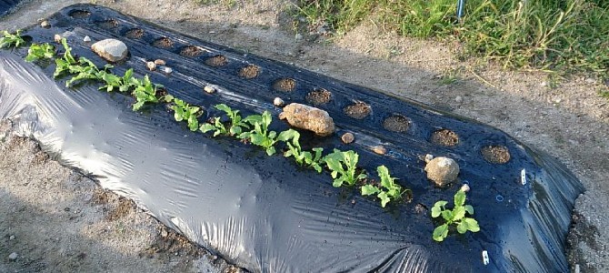 大根（冬大将エース）の播種