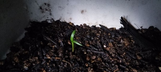 プランターのほうれん草の発芽 プランターのほうれん草の発芽