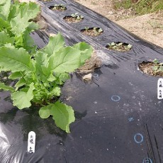 大根（冬大将エース）の発芽