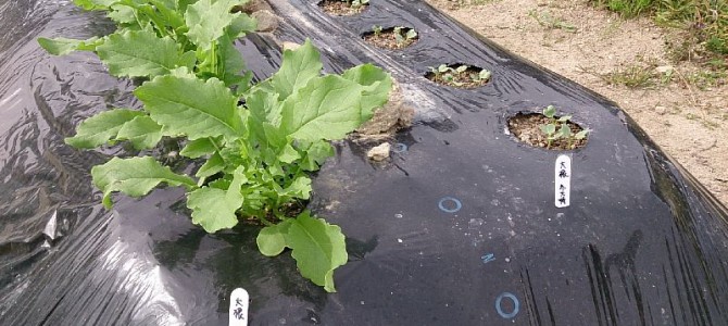 大根（冬大将エース）の発芽