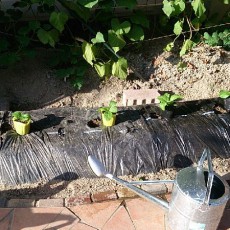 自宅畑に白菜の定植と、ニラ、ネギの播種