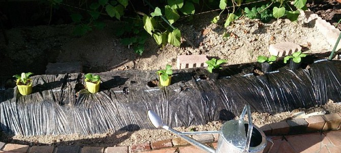 自宅畑に白菜の定植と、ニラ、ネギの播種