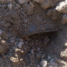 貸し農園にモグラ出没