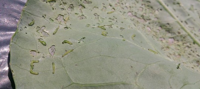 貸し農園のキャベツには害虫がたくさん