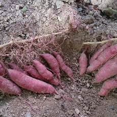 サツマイモ（鳴門金時）の収穫