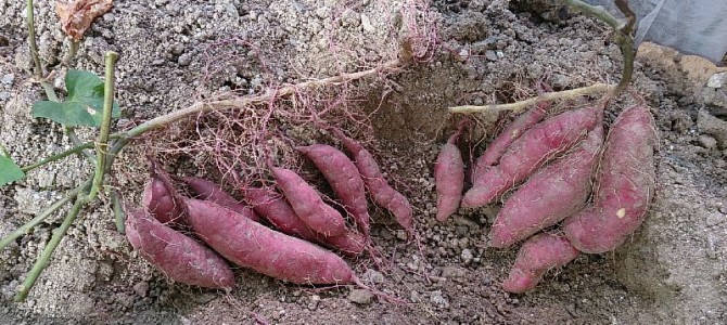 サツマイモ（鳴門金時）の収穫