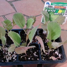 自宅畑にキャベツ（金系201号）とパセリ（瀬戸パラマウント）の定植