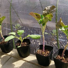 自宅畑にスティックセニョールとキャベツ（湖月SP）とニンニクの定植と、スナップエンドウなどの播種