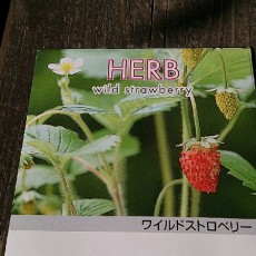 ワイルドストロベリーの播種