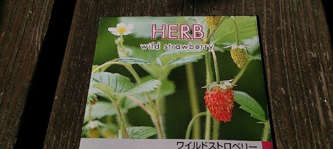ワイルドストロベリーの播種