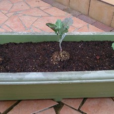 プランターにキャベツ（湖月SP）の定植