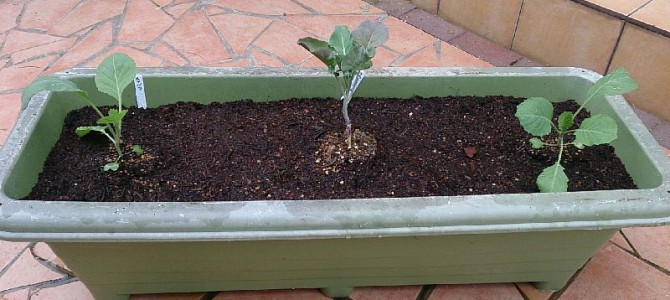 プランターにキャベツ（湖月SP）の定植