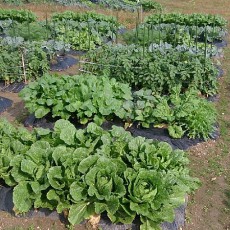 貸し農園の白菜、ブロッコリー、キャベツにオルトラン散布