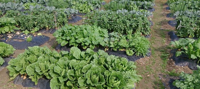 貸し農園の白菜、ブロッコリー、キャベツにオルトラン散布