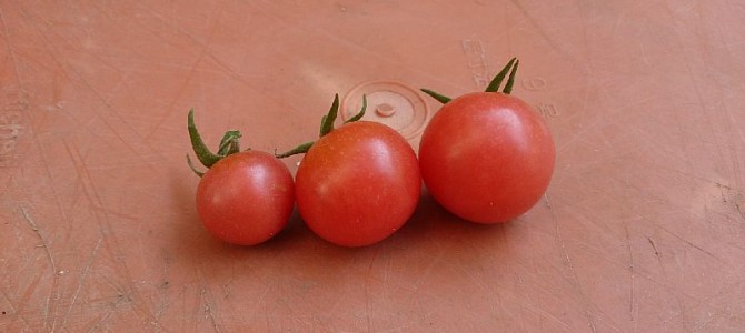 ミニトマト（Pinky）第1期分の撤収