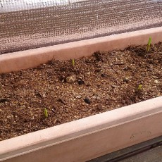 ニンニクの発芽