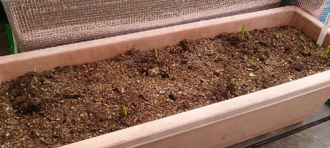 ニンニクの発芽