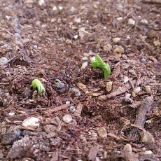 スナップエンドウの発芽