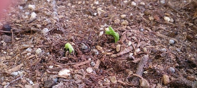 スナップエンドウの発芽
