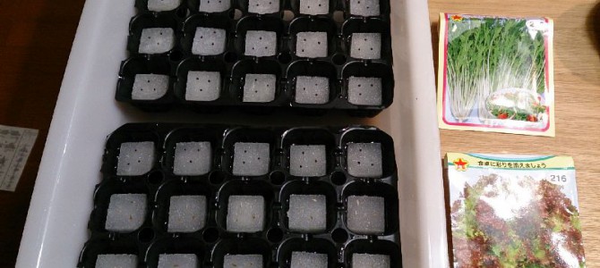 水菜とサニーレタスの播種