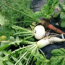 大根（与作大根）とニンジン（はつあかね）の初収穫