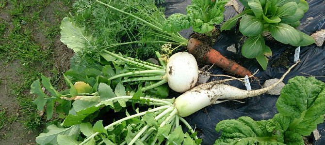 大根（与作大根）とニンジン（はつあかね）の初収穫