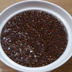 スプラウトの播種