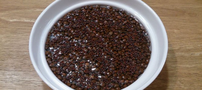 スプラウトの播種