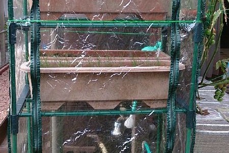 プランター用ビニール温室組み立て