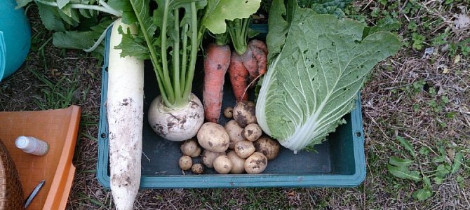 白菜（きらぼし65）とジャガイモ（デジマ）とブロッコリー（キャッスル、ハイツSP）の初収穫