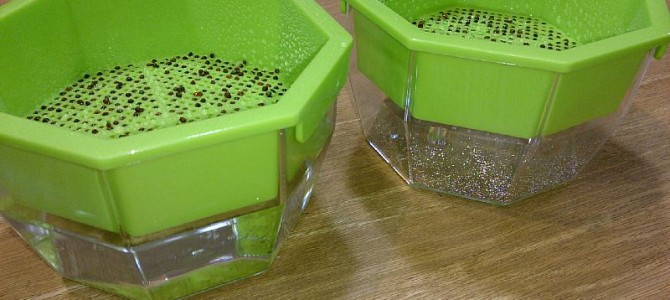 新スプラウトキットへブロッコリースプラウトの播種