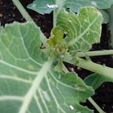 プランターのキャベツにオルトラン