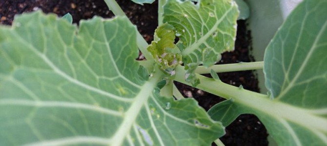 プランターのキャベツにオルトラン プランターのキャベツにオルトラン