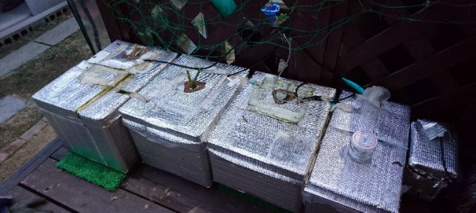 ミニトマト(Pinky)の撤収 ミニトマト(Pinky)の撤収